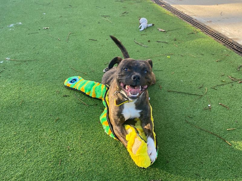 Staffordshire Bull Terrier for adoption in Chestfield, Kent – 2 years old - Image 1 of 2