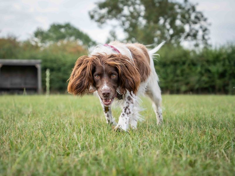 Chip | Spaniel (English Springer) Cross | Loughborough - 1