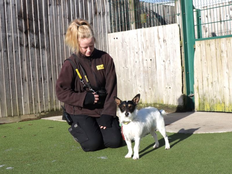 Benji for sale in Evesham, Worcestershire