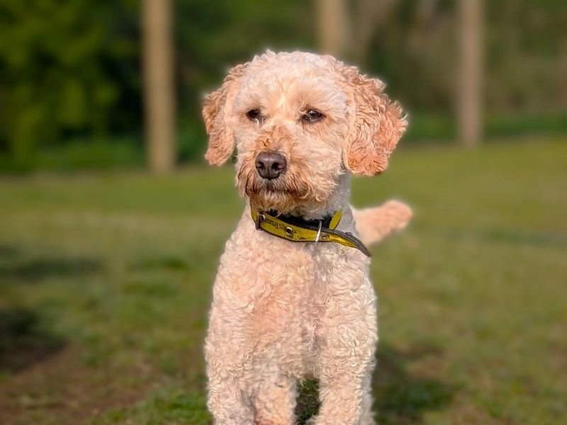 Galloway | Spaniel (Cocker) Cross | Ballymena (Northern Ireland) - 1