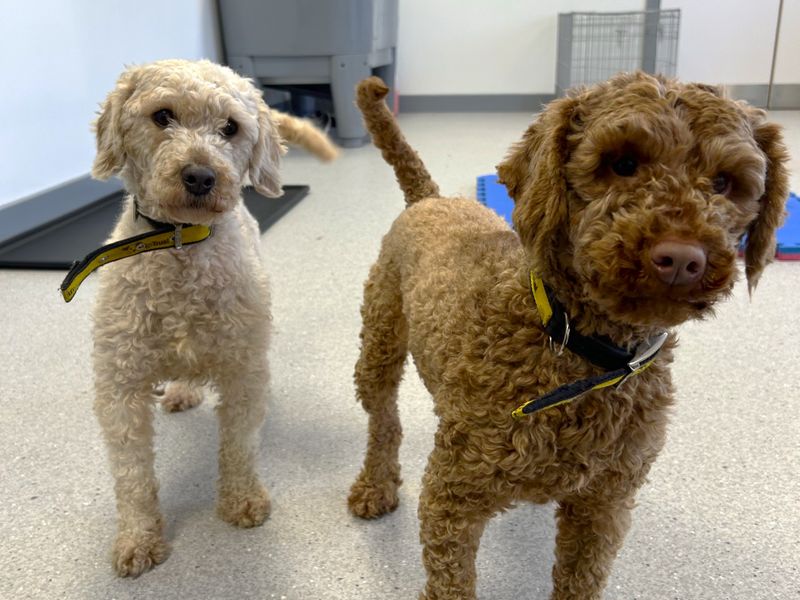 Poodle for adoption in Ballymena, Co Antrim – 5 years old - Image 3 of 3