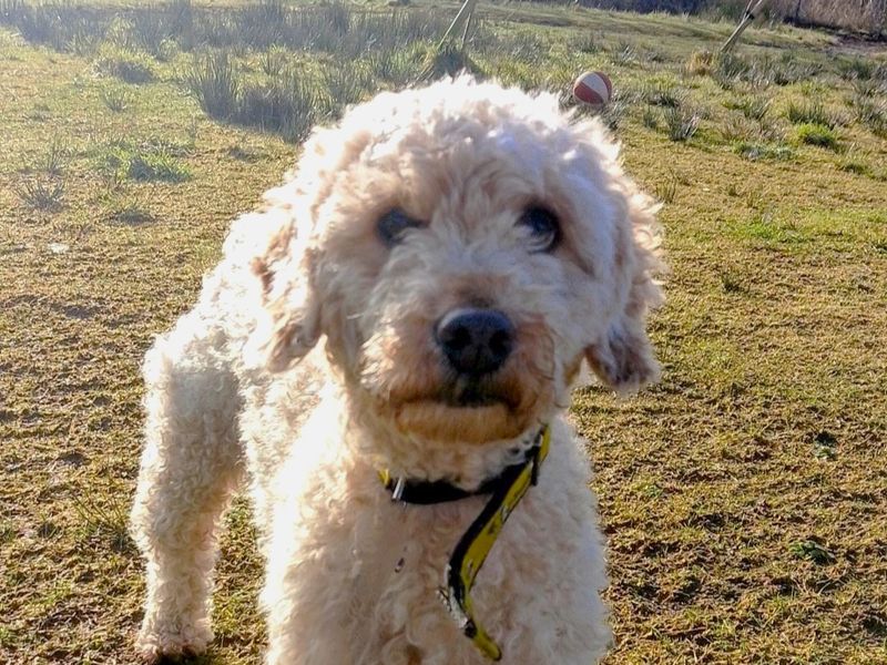 Galloway | Spaniel (Cocker) Cross | Ballymena (Northern Ireland) - 1
