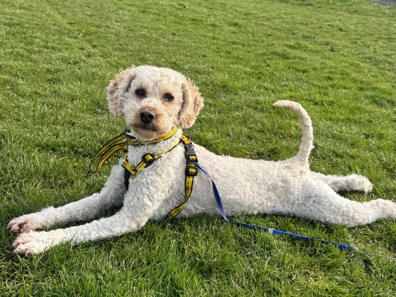 Galloway | Spaniel (Cocker) Cross | Ballymena (Northern Ireland) - 1