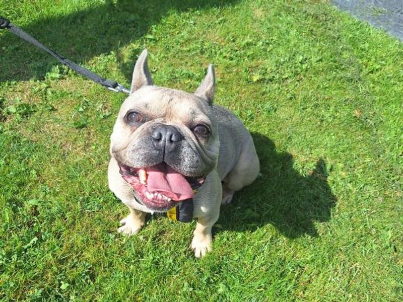 Diesel for sale in Telford, Shropshire