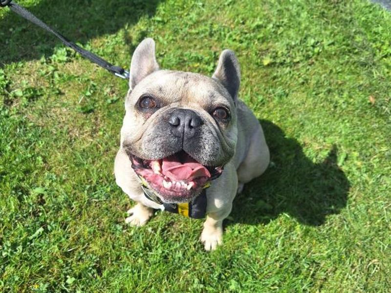 French Bulldog for adoption in Telford, Shropshire – 5 years old - Image 2 of 2