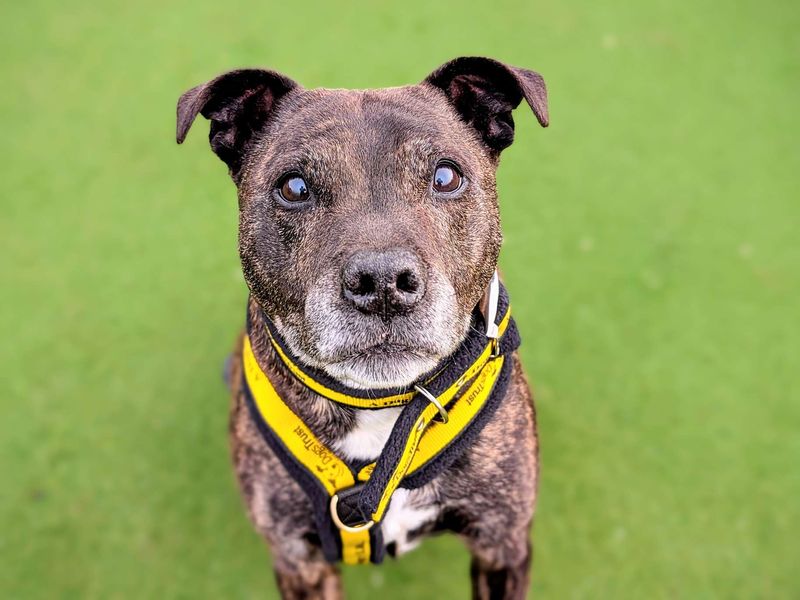 Staffordshire Bull Terrier for adoption in Cardiff, Glamorgan – 13 years old - Image 3 of 6