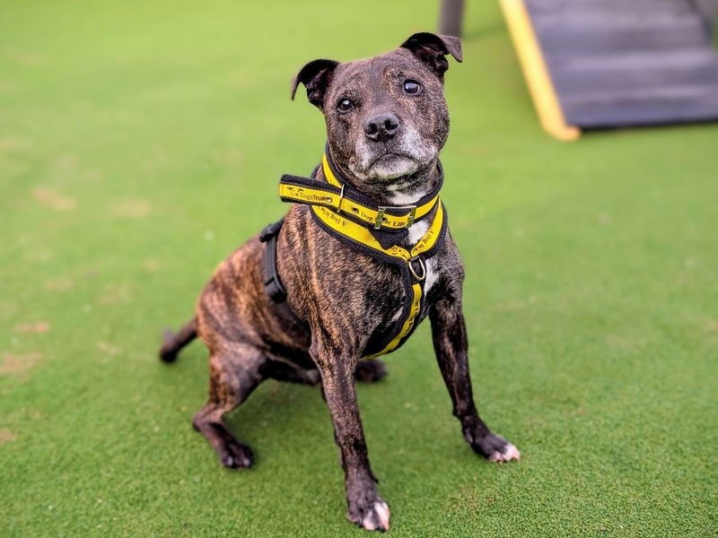 Staffordshire Bull Terrier for adoption in Cardiff, Glamorgan – 13 years old - Image 4 of 6