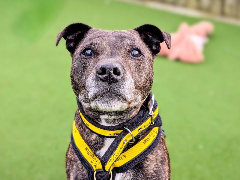 Staffordshire Bull Terrier for adoption in Cardiff, Glamorgan – 13 years old - Image 6 of 6
