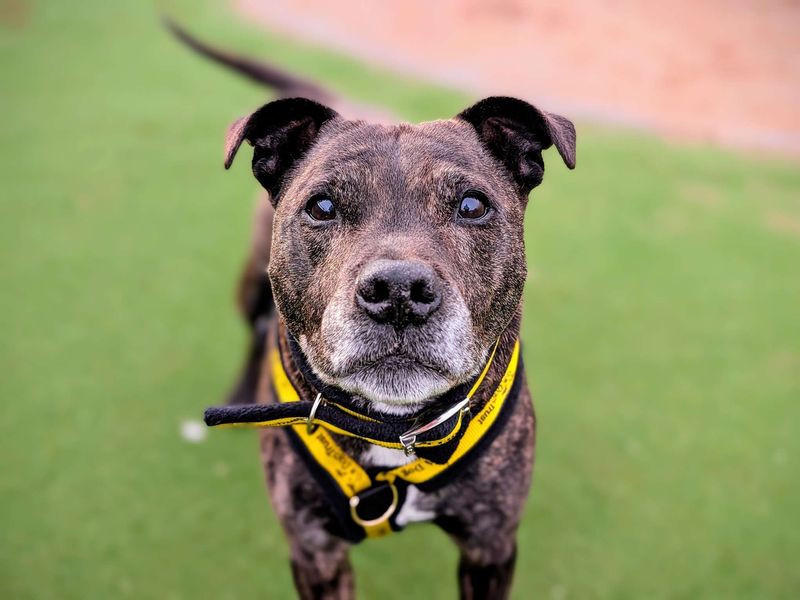 Staffordshire Bull Terrier for adoption in Cardiff, Glamorgan – 13 years old - Image 5 of 6
