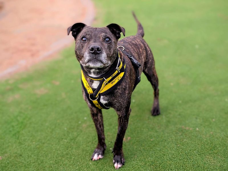 Staffordshire Bull Terrier for adoption in Cardiff, Glamorgan – 13 years old - Image 2 of 6