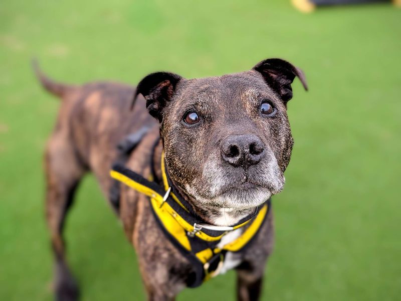 Staffordshire Bull Terrier for adoption in Cardiff, Glamorgan – 13 years old - Image 1 of 6