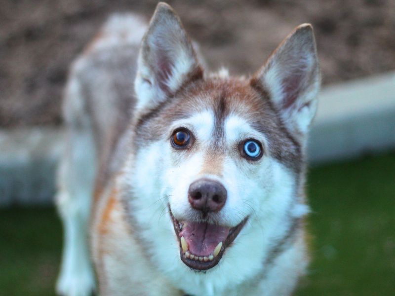 Siberian Husky for adoption in Manchester, Greater Manchester – 11 years old - Image 2 of 3