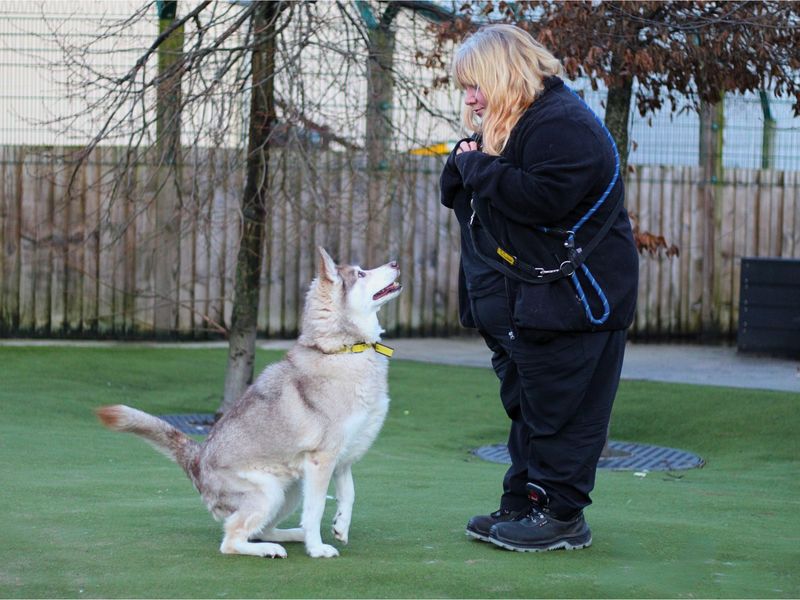 Siberian Husky for adoption in Manchester, Greater Manchester – 11 years old - Image 3 of 3