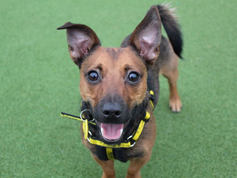 Jack Russell Terrier for adoption in Glasgow, Scotland – 2 years old - Image 3 of 3