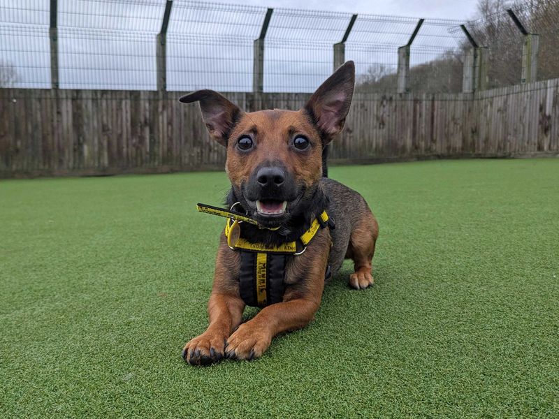Jack Russell Terrier for adoption in Glasgow, Scotland – 2 years old - Image 1 of 3