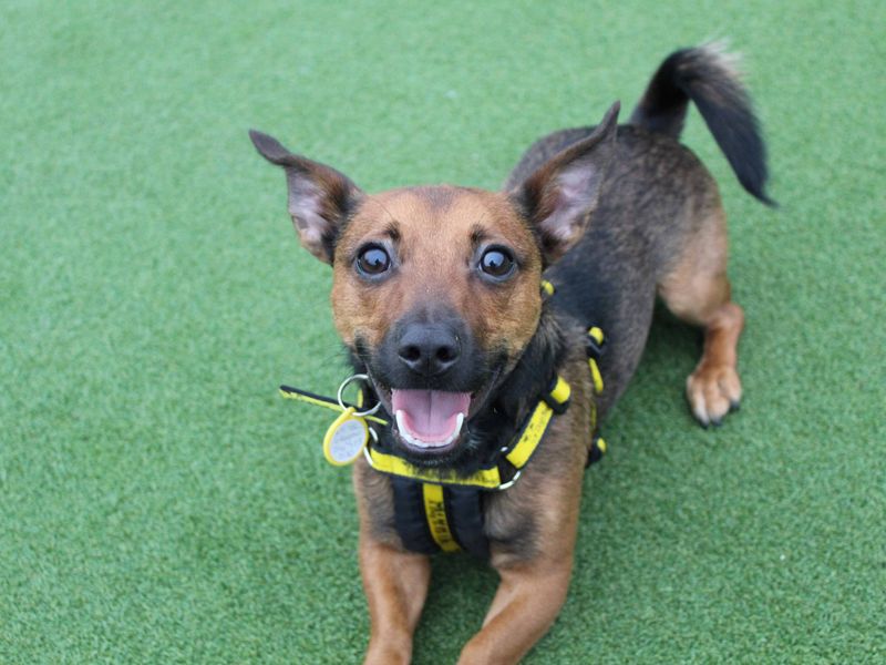 Jack Russell Terrier for adoption in Glasgow, Scotland – 2 years old - Image 2 of 3