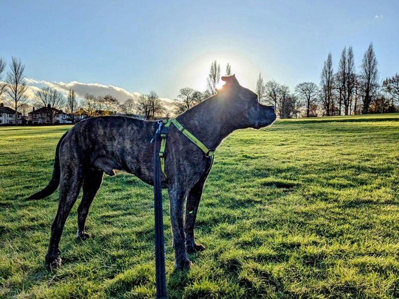 Boxer for adoption in Liverpool, Merseyside – 14 years old - Image 5 of 5