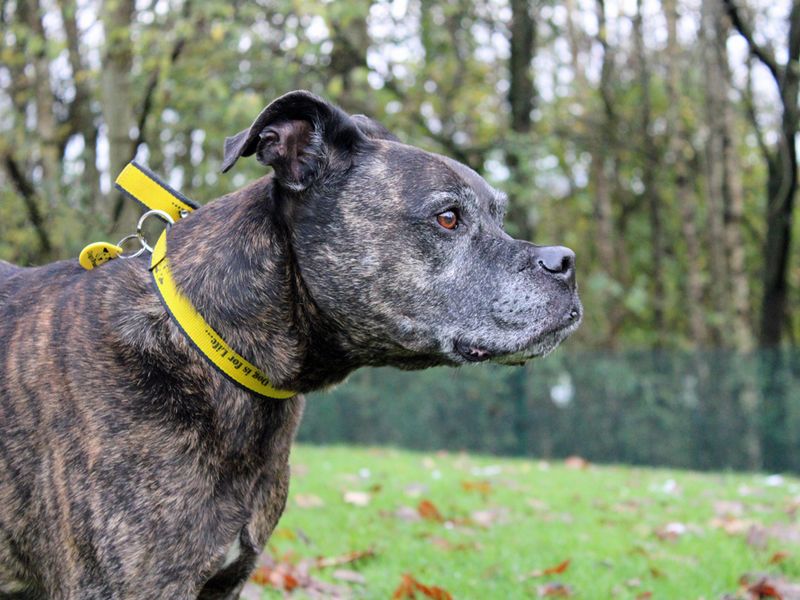 Boxer for adoption in Liverpool, Merseyside – 14 years old - Image 4 of 5