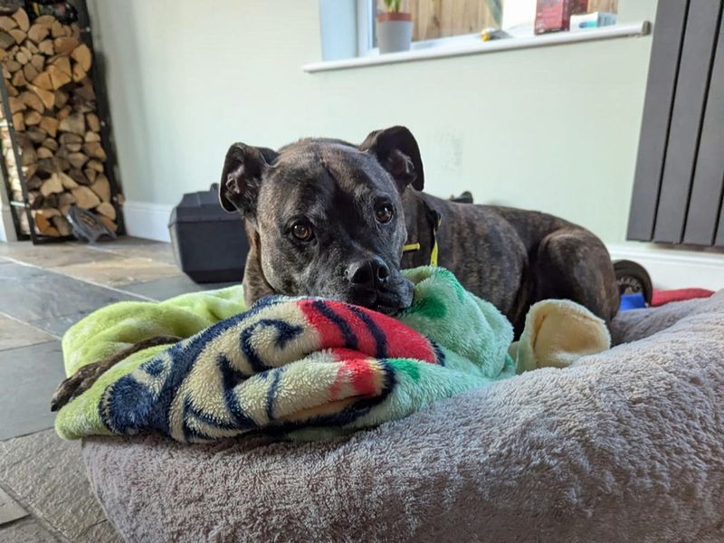 Boxer for adoption in Liverpool, Merseyside – 14 years old - Image 1 of 5