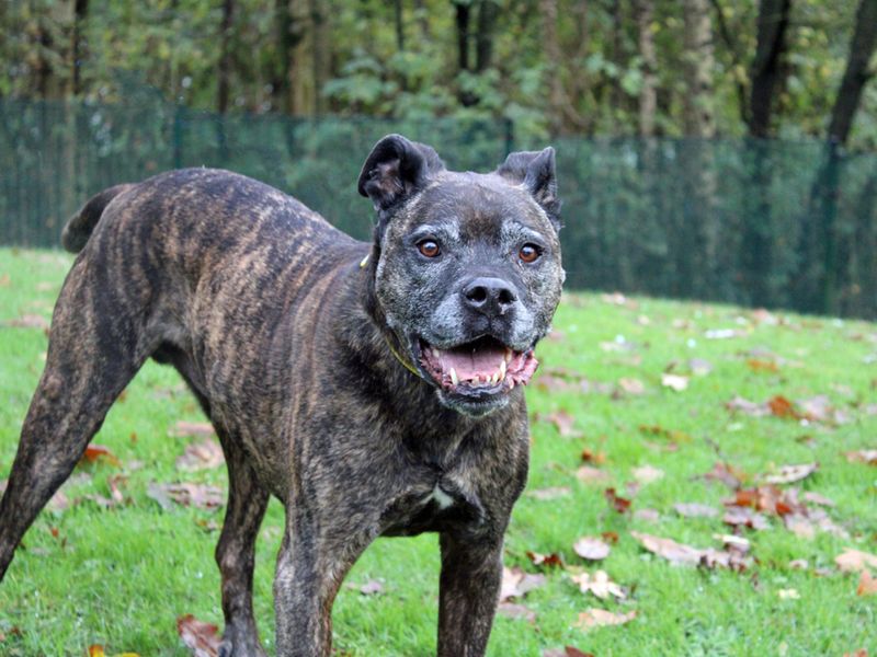 Boxer for adoption in Liverpool, Merseyside – 14 years old - Image 2 of 5