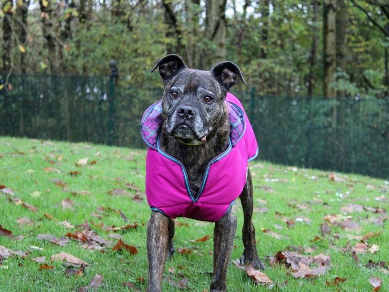 Boxer for adoption in Liverpool, Merseyside – 14 years old - Image 3 of 5