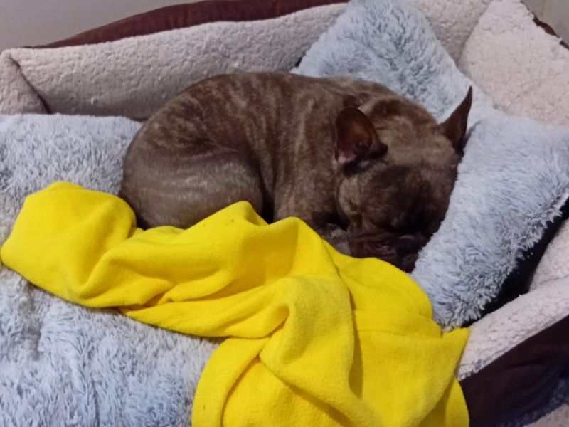 French Bulldog for adoption in Newton Tony, Wiltshire – 4 years old