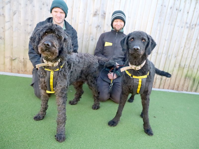 Poodle for adoption in Leeds, Yorkshire – 12 years old - Image 2 of 2