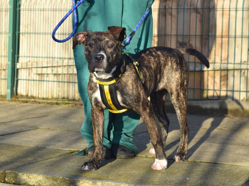 Mabel for sale in Uxbridge, London - Image 3