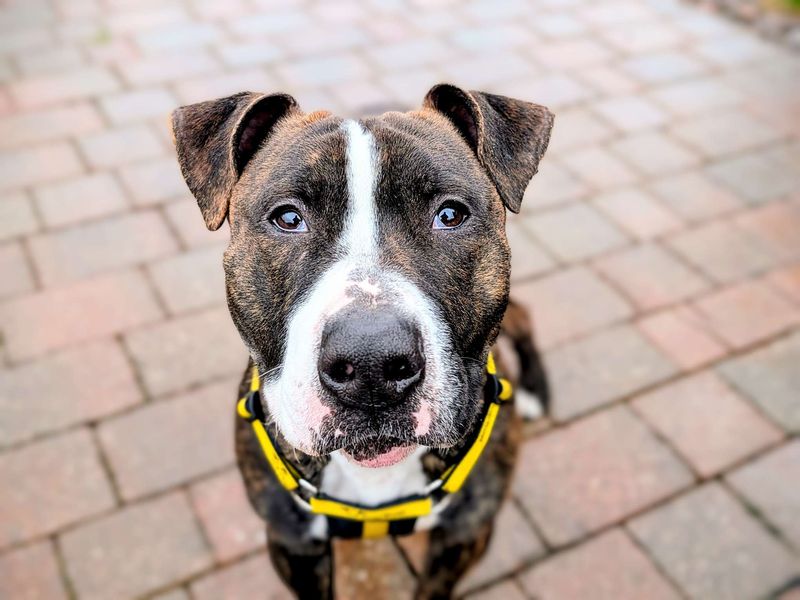 Staffordshire Bull Terrier for adoption in Cardiff, Glamorgan – 1 year old - Image 3 of 6