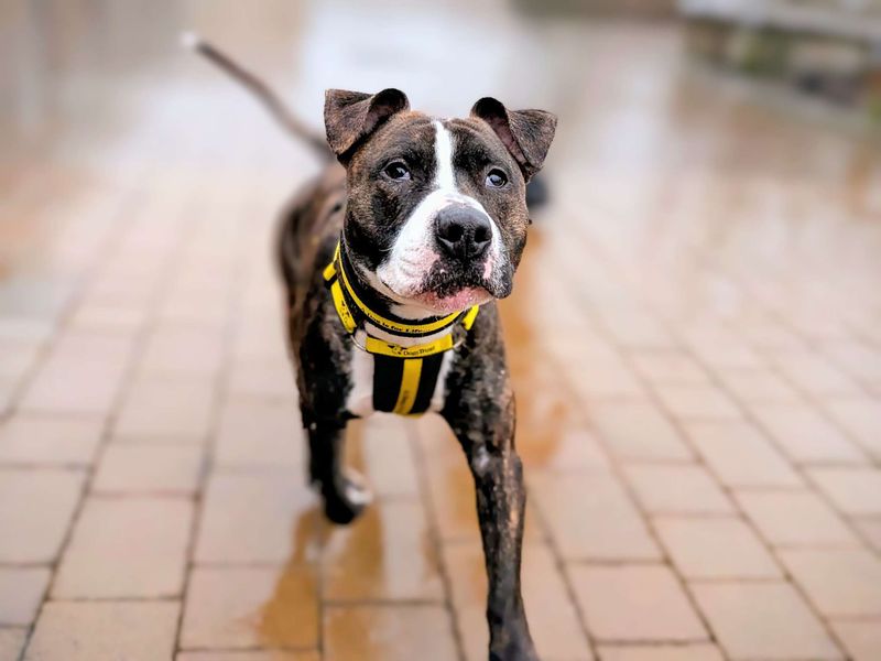 Staffordshire Bull Terrier for adoption in Cardiff, Glamorgan – 1 year old - Image 6 of 6