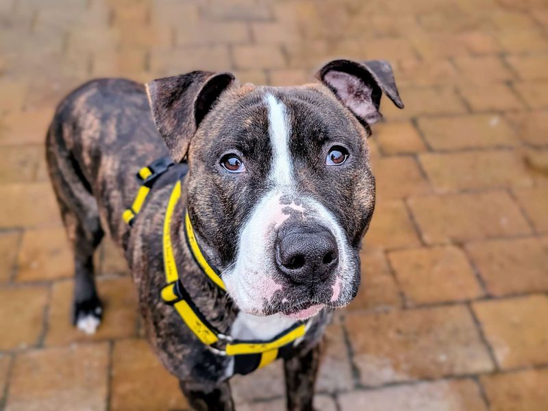 Staffordshire Bull Terrier for adoption in Cardiff, Glamorgan – 1 year old - Image 4 of 6