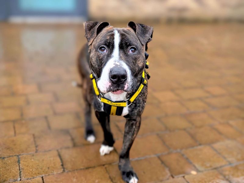 Staffordshire Bull Terrier for adoption in Cardiff, Glamorgan – 1 year old - Image 2 of 6