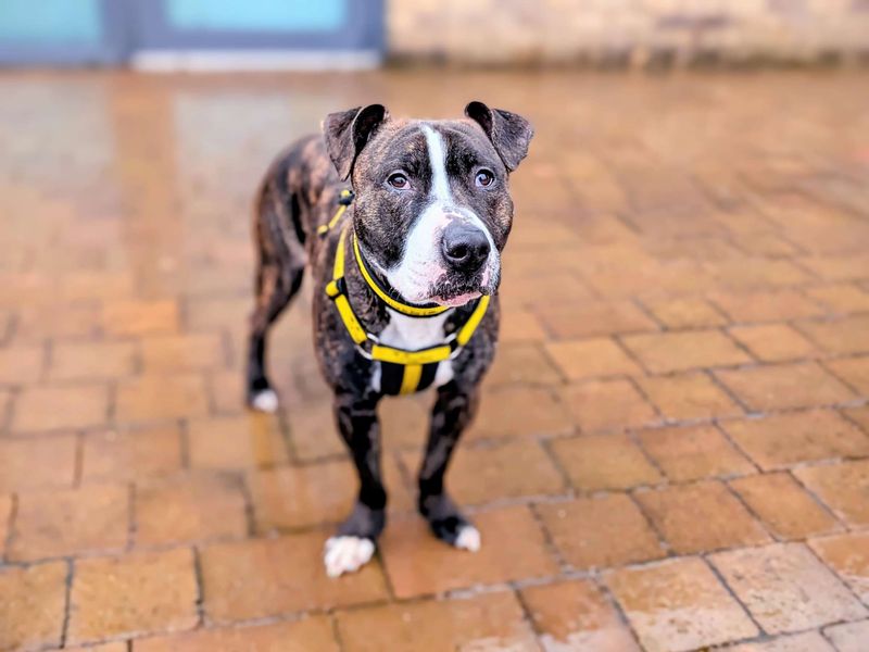 Staffordshire Bull Terrier for adoption in Cardiff, Glamorgan – 1 year old - Image 5 of 6