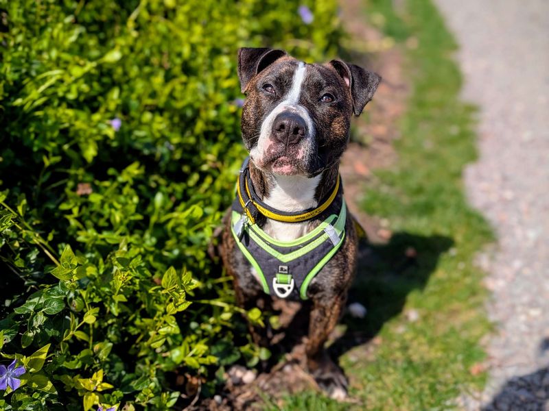 Jonny | Terrier (Staffordshire Bull) | Cardiff - 1