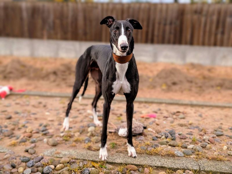 Greyhound for adoption in Cardiff, Glamorgan – 4 years old - Image 5 of 5