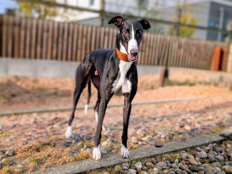 Greyhound for adoption in Cardiff, Glamorgan – 4 years old - Image 4 of 5