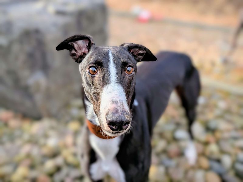 Greyhound for adoption in Cardiff, Glamorgan – 4 years old - Image 2 of 5