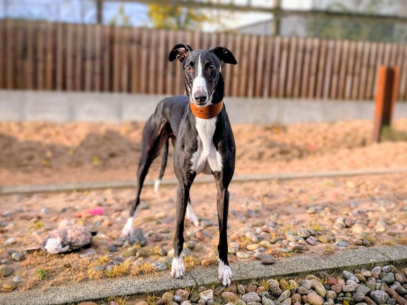 Greyhound for adoption in Cardiff, Glamorgan – 4 years old - Image 3 of 5