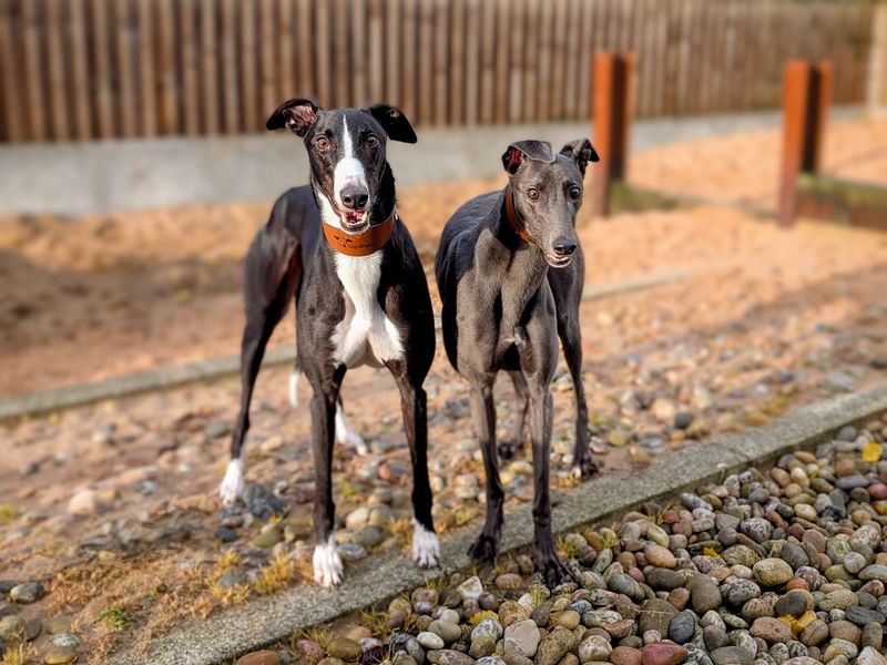 Greyhound for adoption in Cardiff / Caerdydd, South Glamorgan – 4 years old - Image 2 of 6