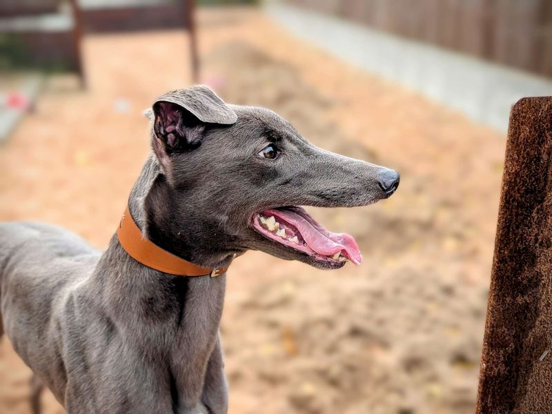 Greyhound for adoption in Cardiff / Caerdydd, South Glamorgan – 4 years old - Image 3 of 6