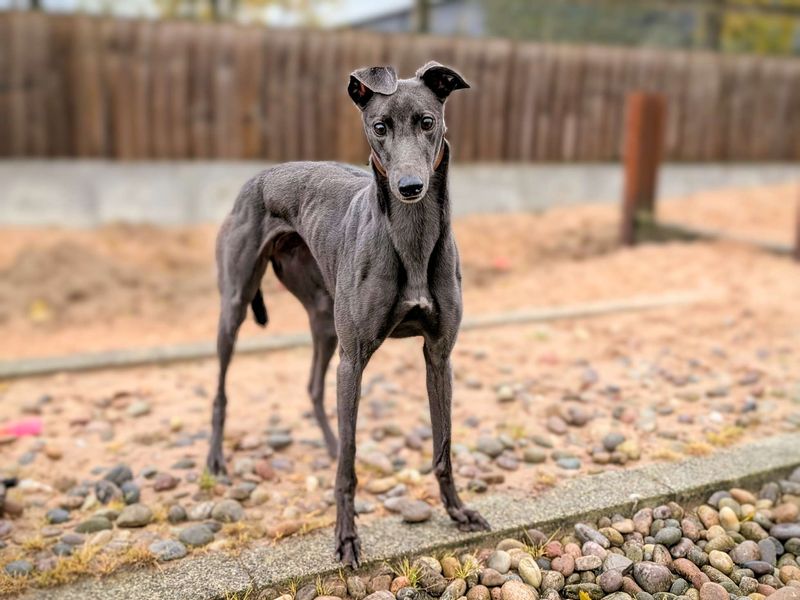 Greyhound for adoption in Cardiff / Caerdydd, South Glamorgan – 4 years old - Image 4 of 6
