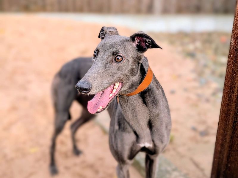 Greyhound for adoption in Cardiff / Caerdydd, South Glamorgan – 4 years old - Image 6 of 6