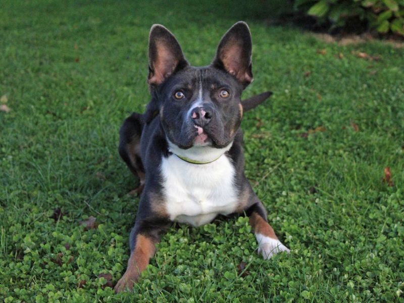 Hank for sale in Sadberge, Co Durham