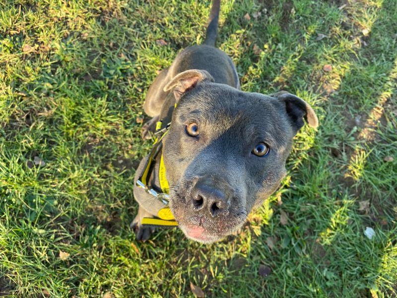 Staffordshire Bull Terrier for adoption in Snetterton, Norfolk – 3 years old - Image 1 of 1