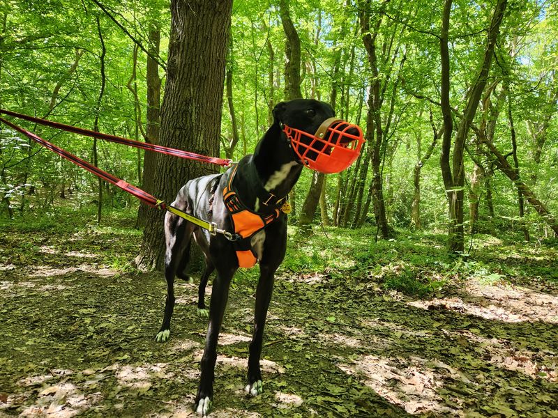 Sid | Greyhound | Canterbury - 1