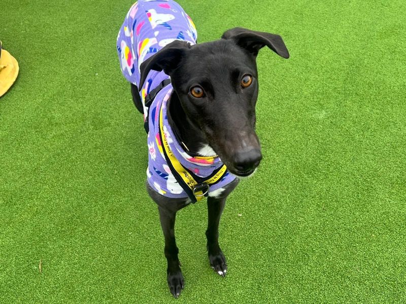 Greyhound for adoption in Chestfield, Kent – 3 years old - Image 4 of 4