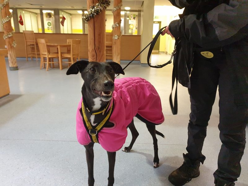 Greyhound for adoption in Chestfield, Kent – 3 years old - Image 2 of 4