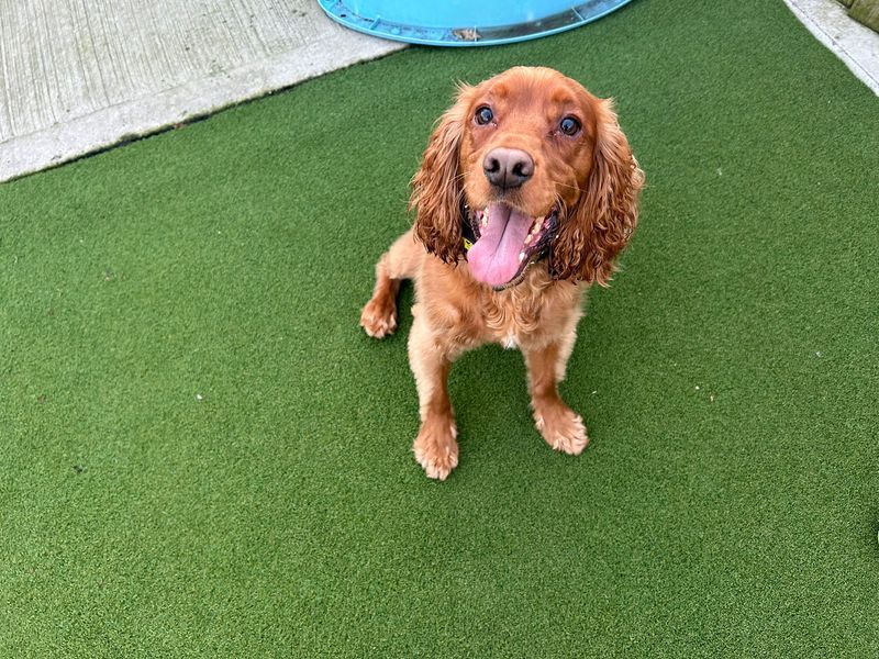 Cocker Spaniel for adoption in Cardiff, Glamorgan – 3 years old - Image 2 of 2