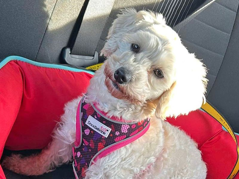 Poodle for adoption in Wickford, Essex – 3 years old - Image 4 of 4