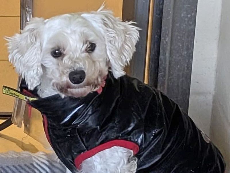 Poodle for adoption in Wickford, Essex – 3 years old - Image 2 of 4
